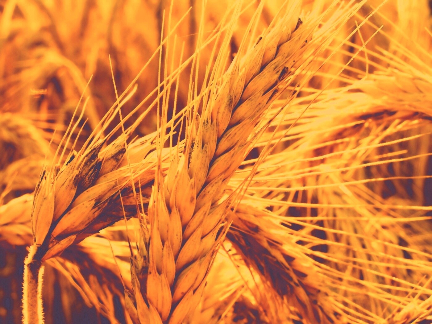 Зреющий колос обои