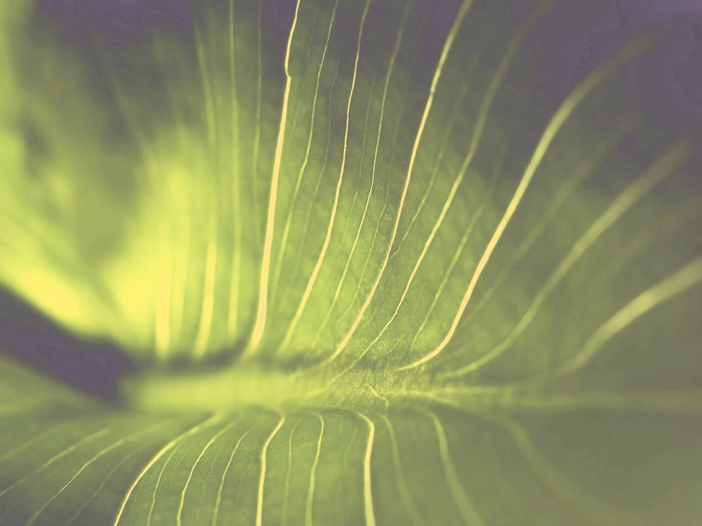 Широкий лист обои