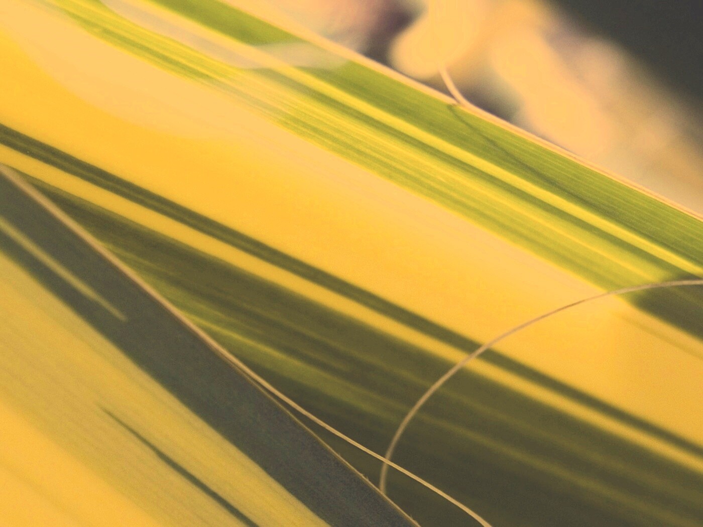 Желто-зеленые травинки обои