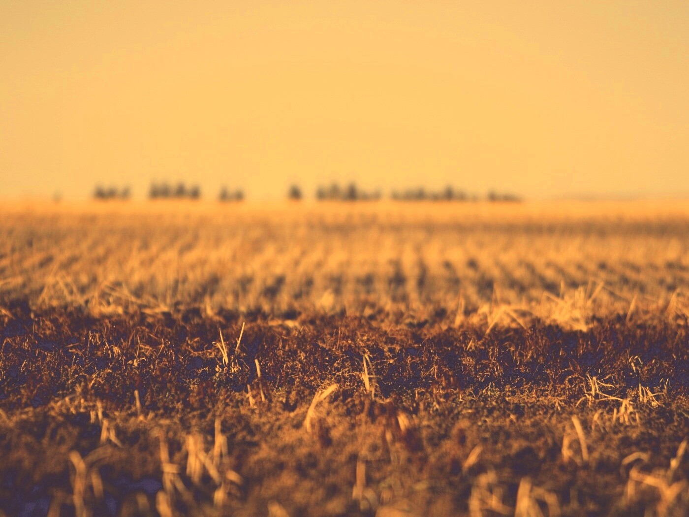 Поле перед вспашкой обои
