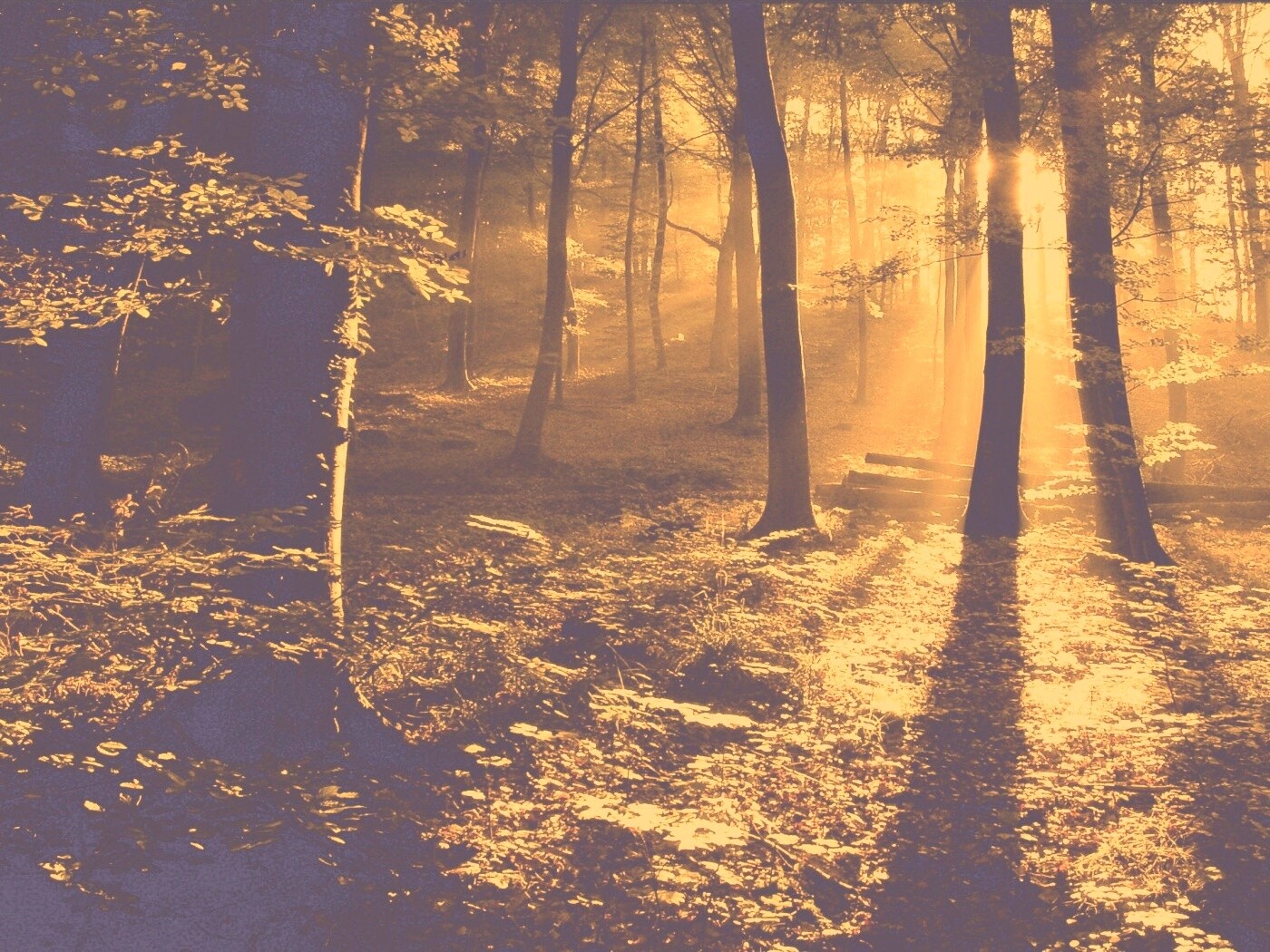 Лес в золотом сиянии обои