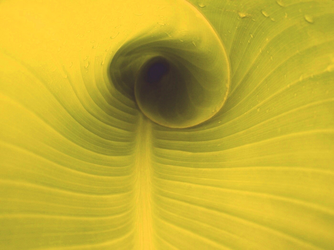 Свернутый в трубочку лист обои