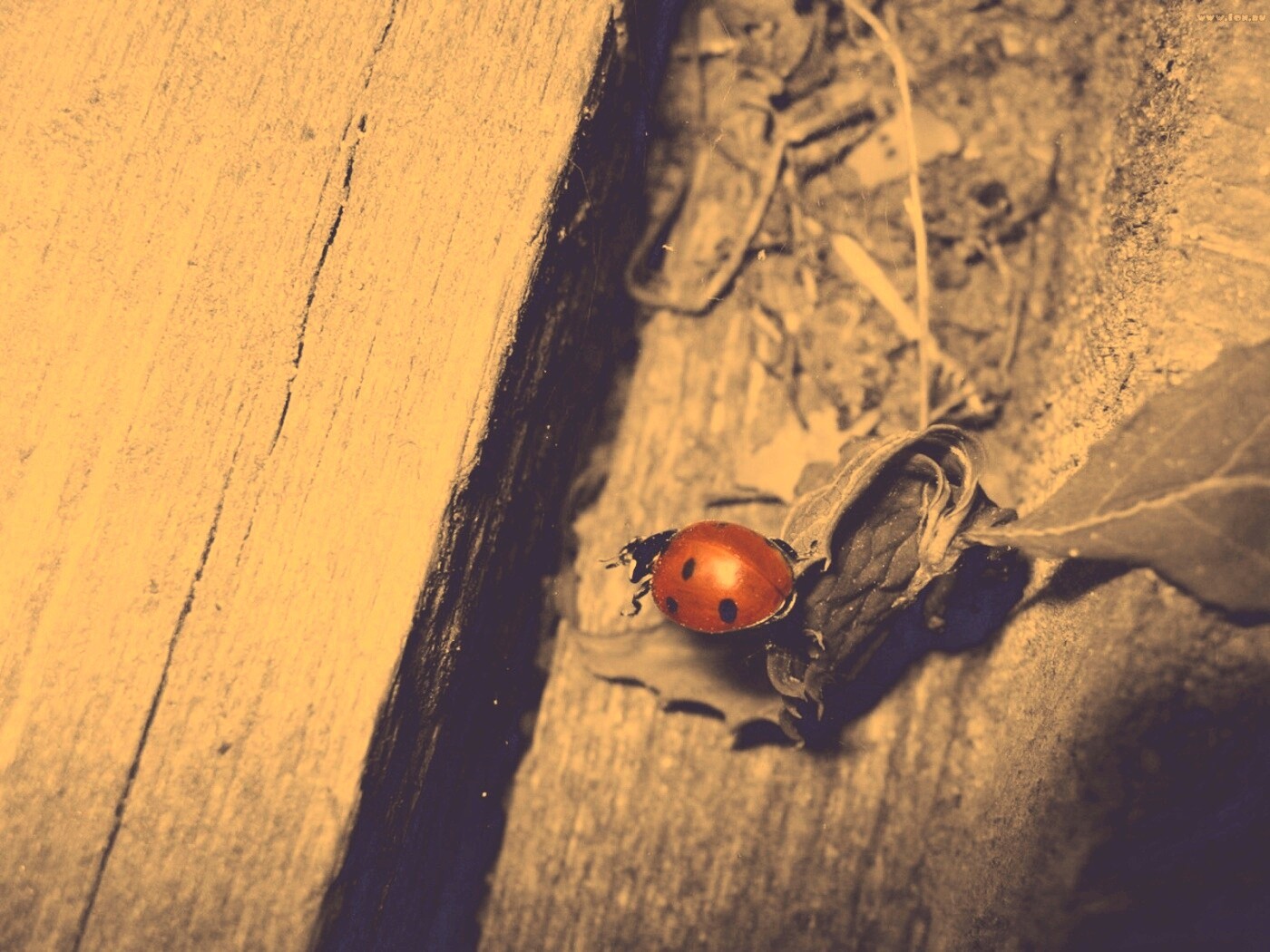 Божья коровка обои