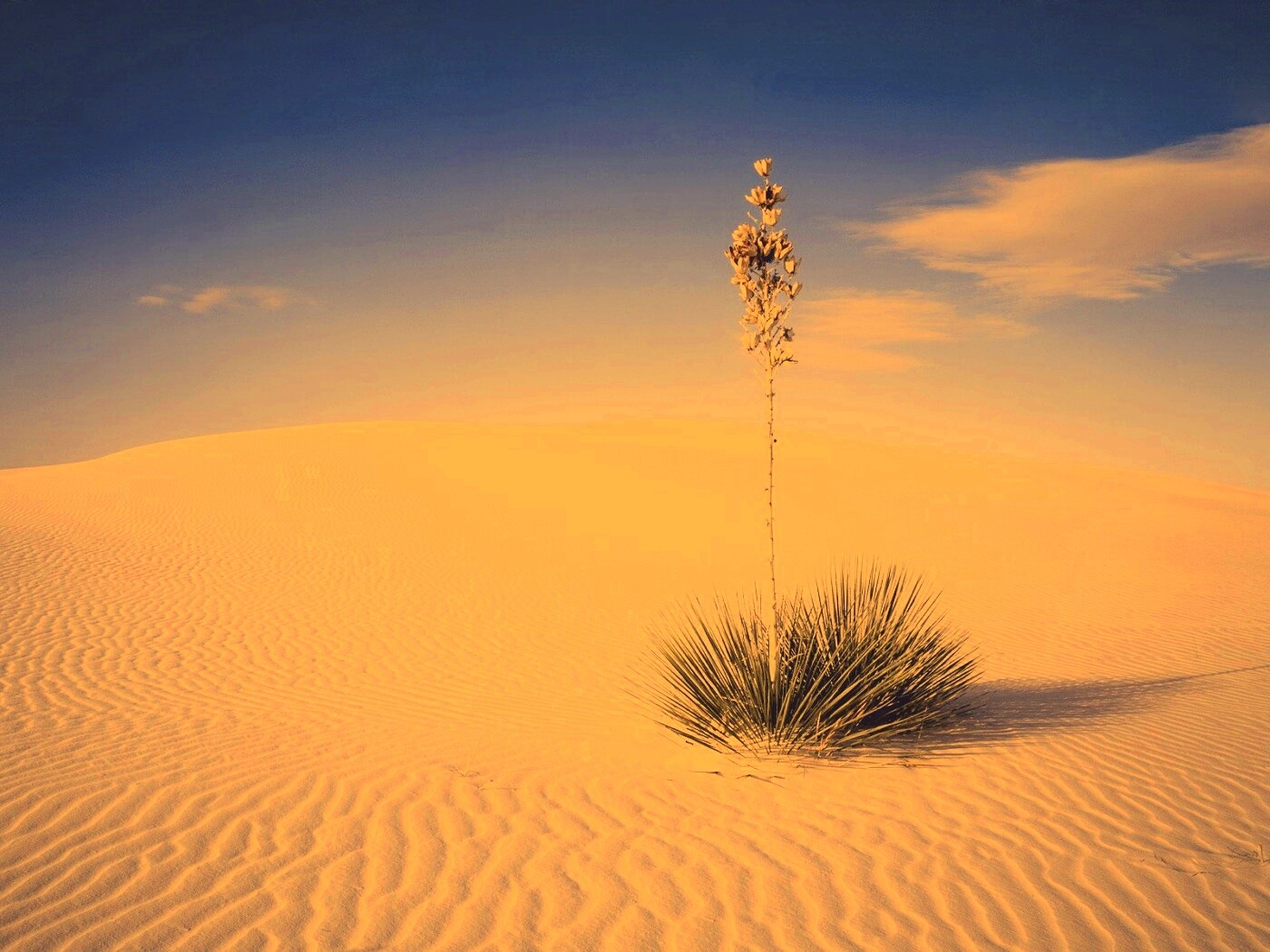 Растение среди пустыни обои