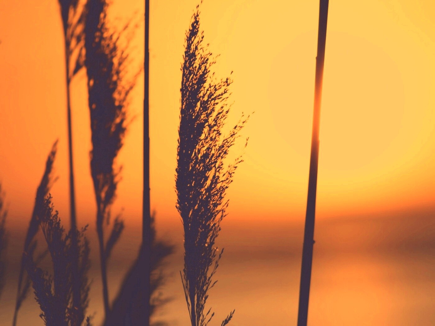 Травинка на закате обои