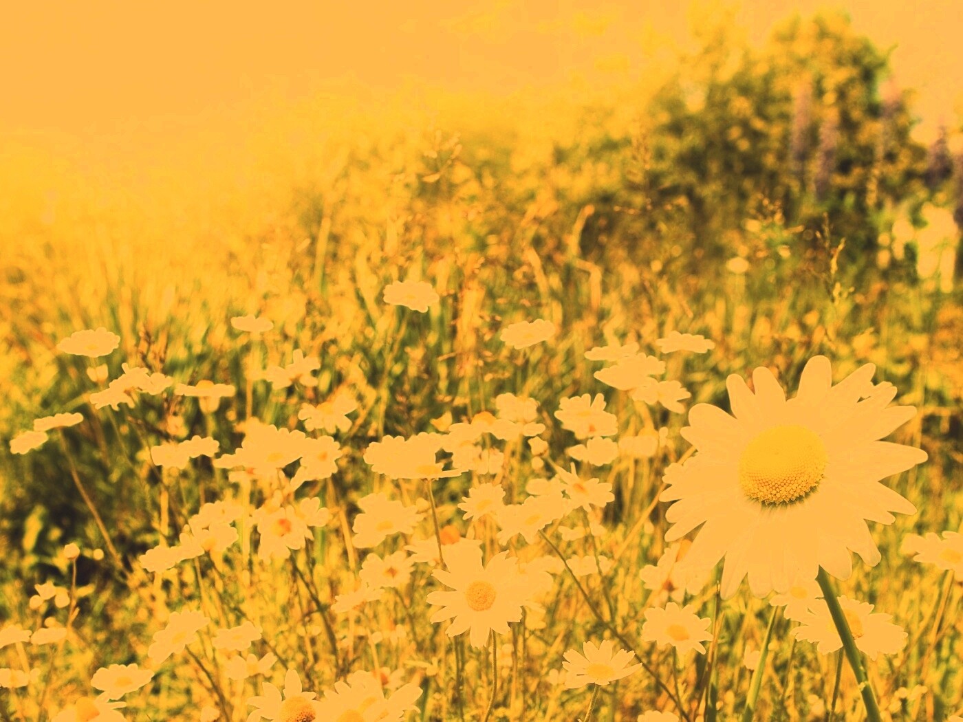 Солнечные ромашки обои