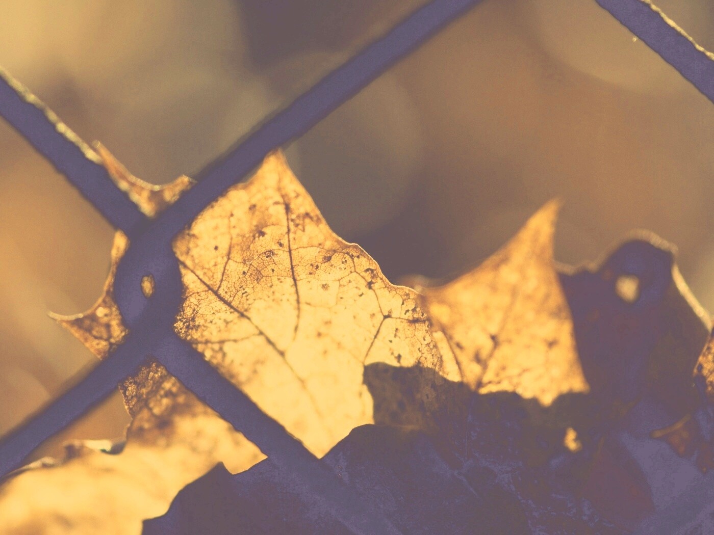 Осенний лист на забором обои