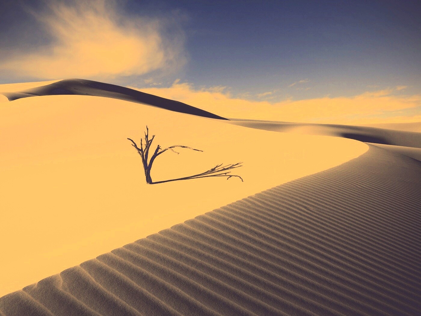 Сухостой в пустыне обои