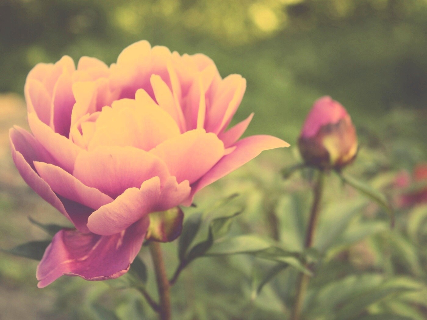 Розовый пион обои