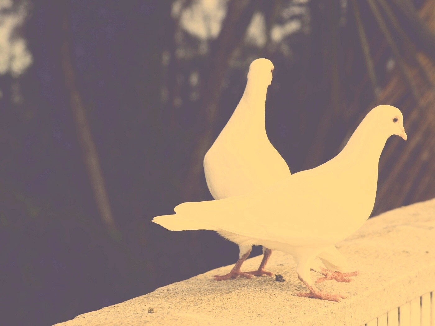 Два белых голубя обои