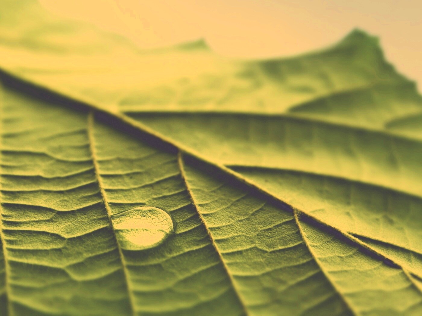 Капля на листе обои