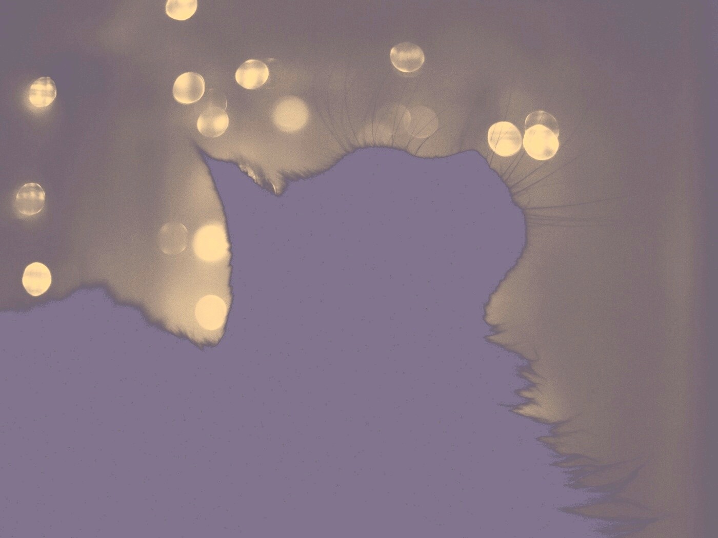 Силуэт черного кота обои