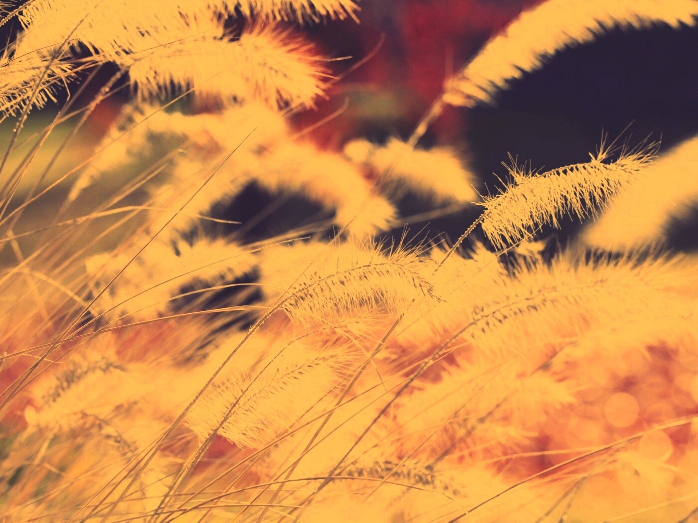 Травинки на ветру обои