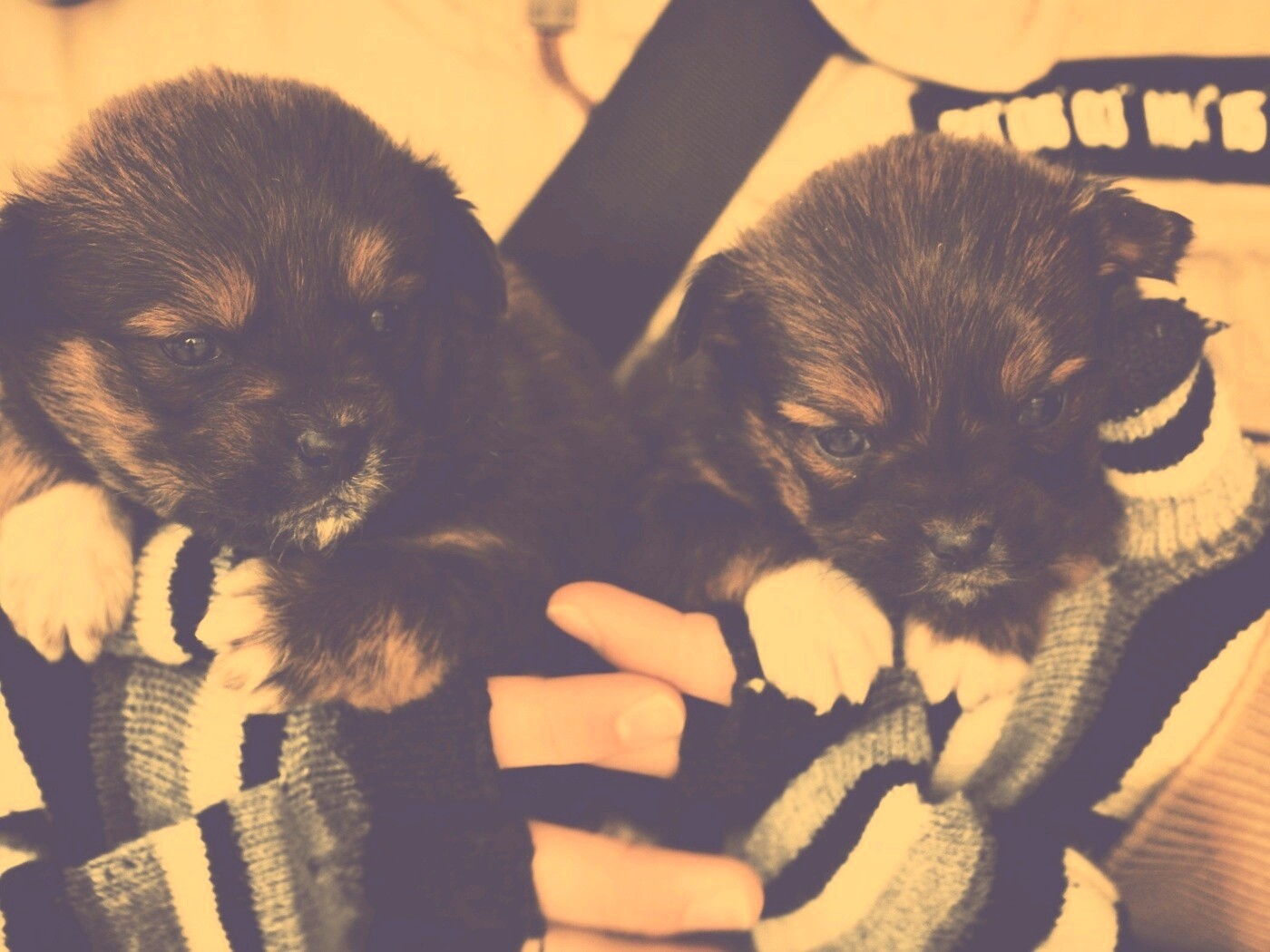 Два коричневых щенка обои