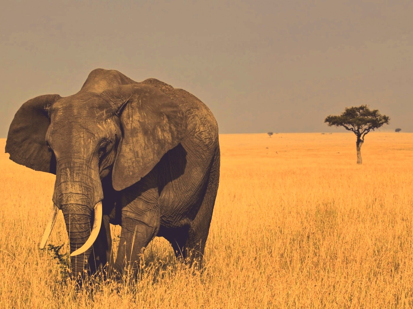 Африканский слон обои