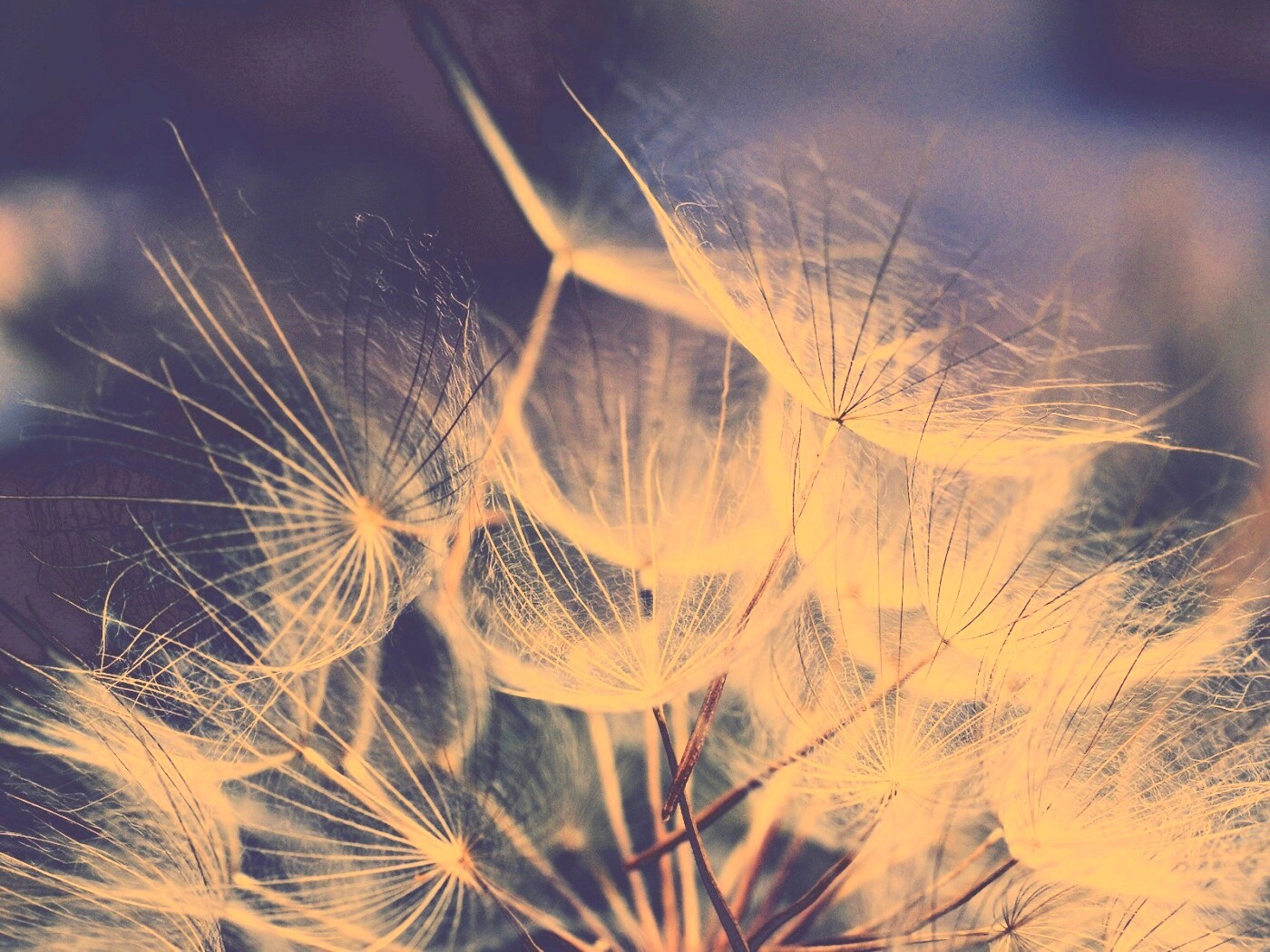 Семена одуванчика обои