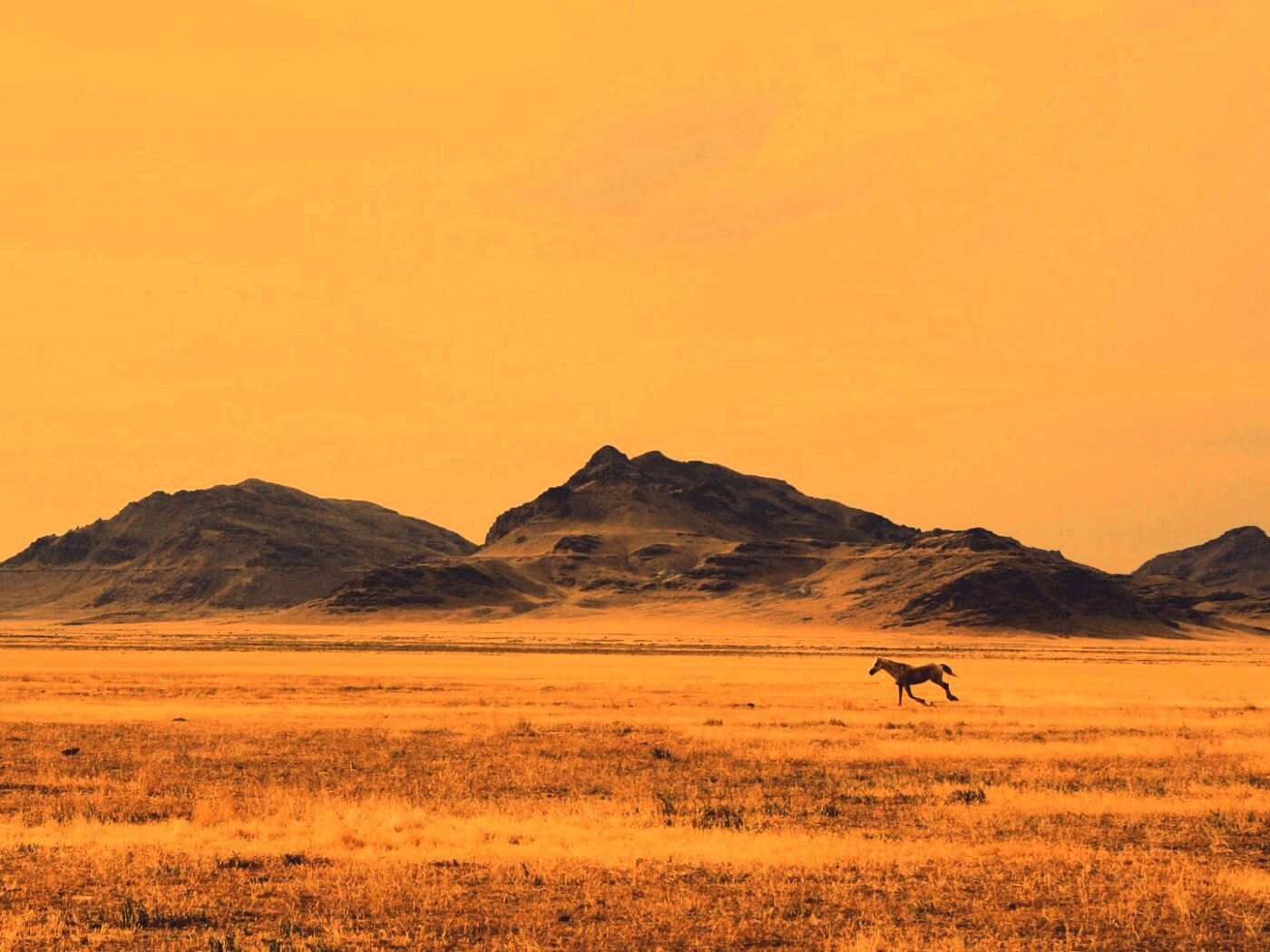 Мустанг в прериях обои