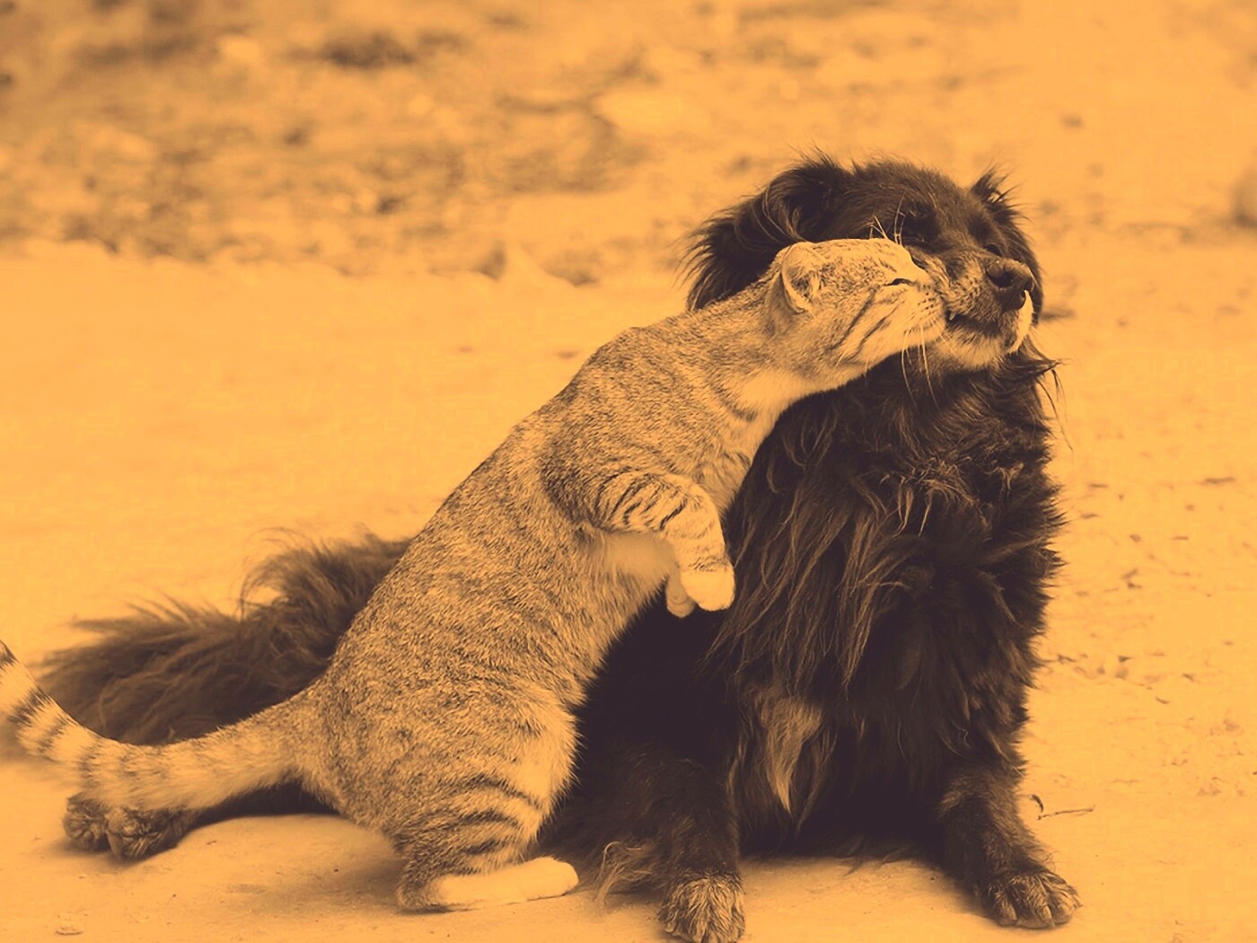 Поцелуй кошки и собаки обои