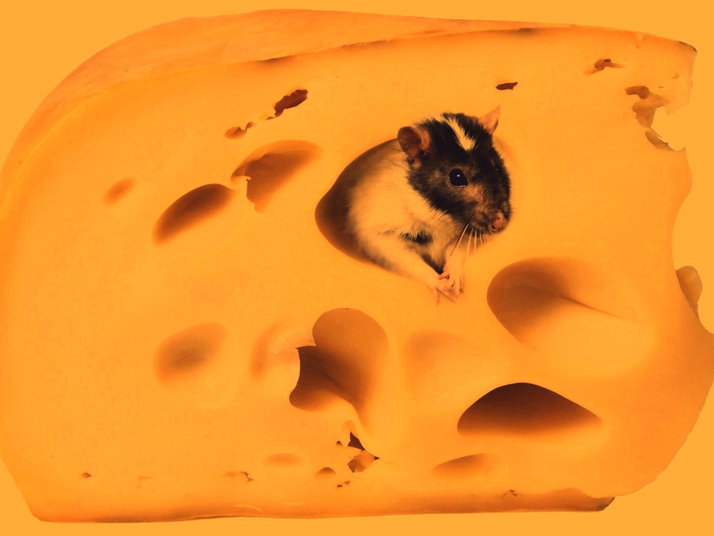 Мышка в сыре обои