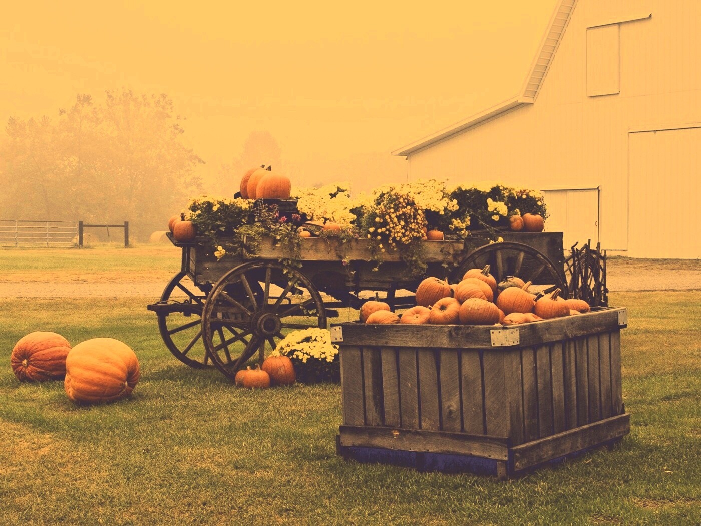 Урожай тыков обои