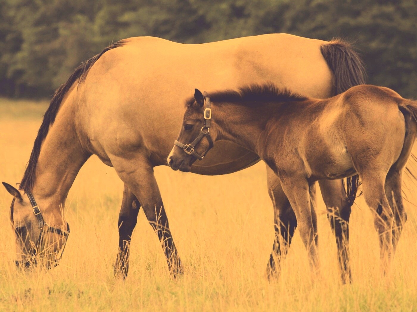 Жеребенок и беременная кобыла обои