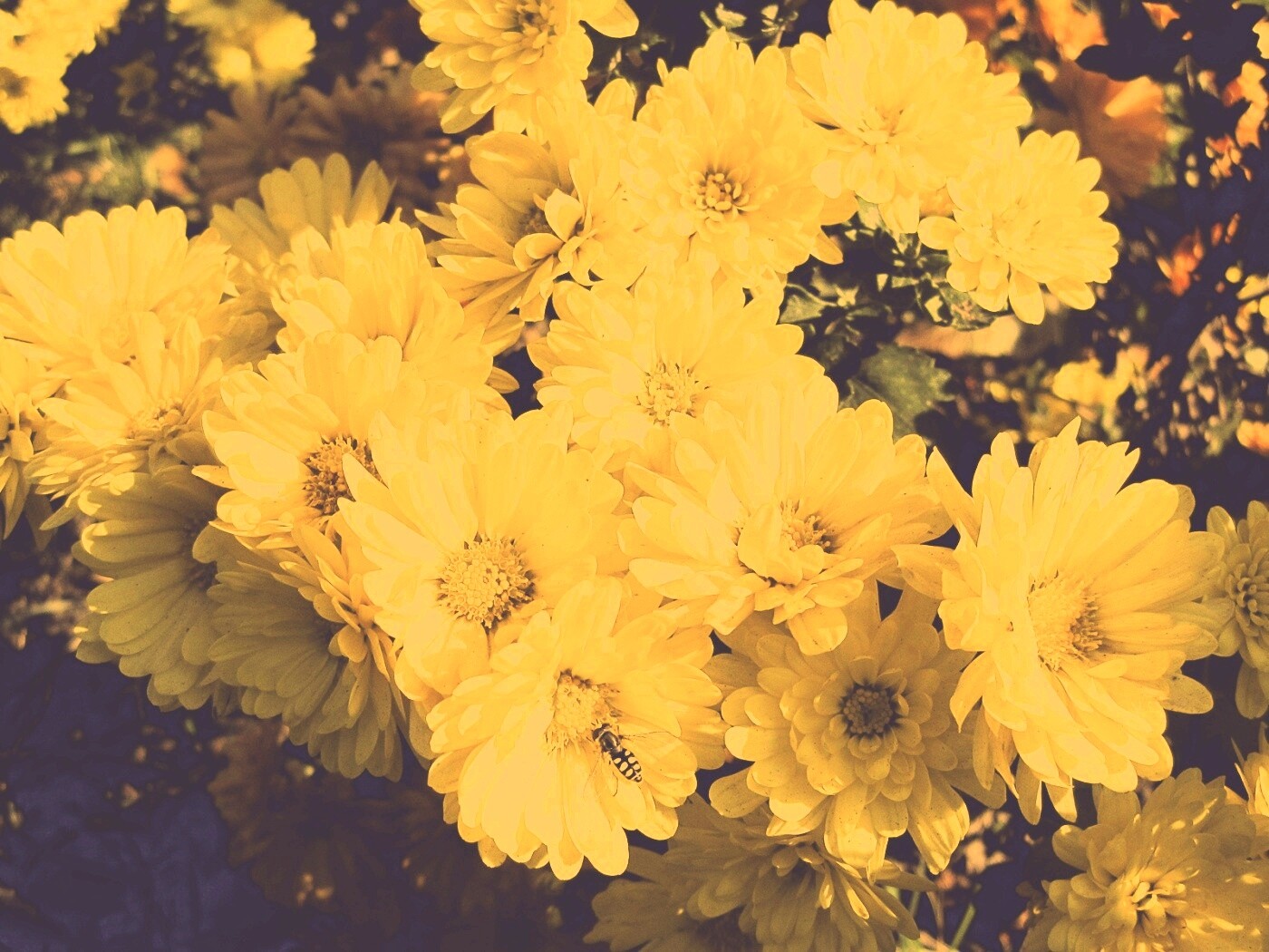 Оса на желтых герберах обои