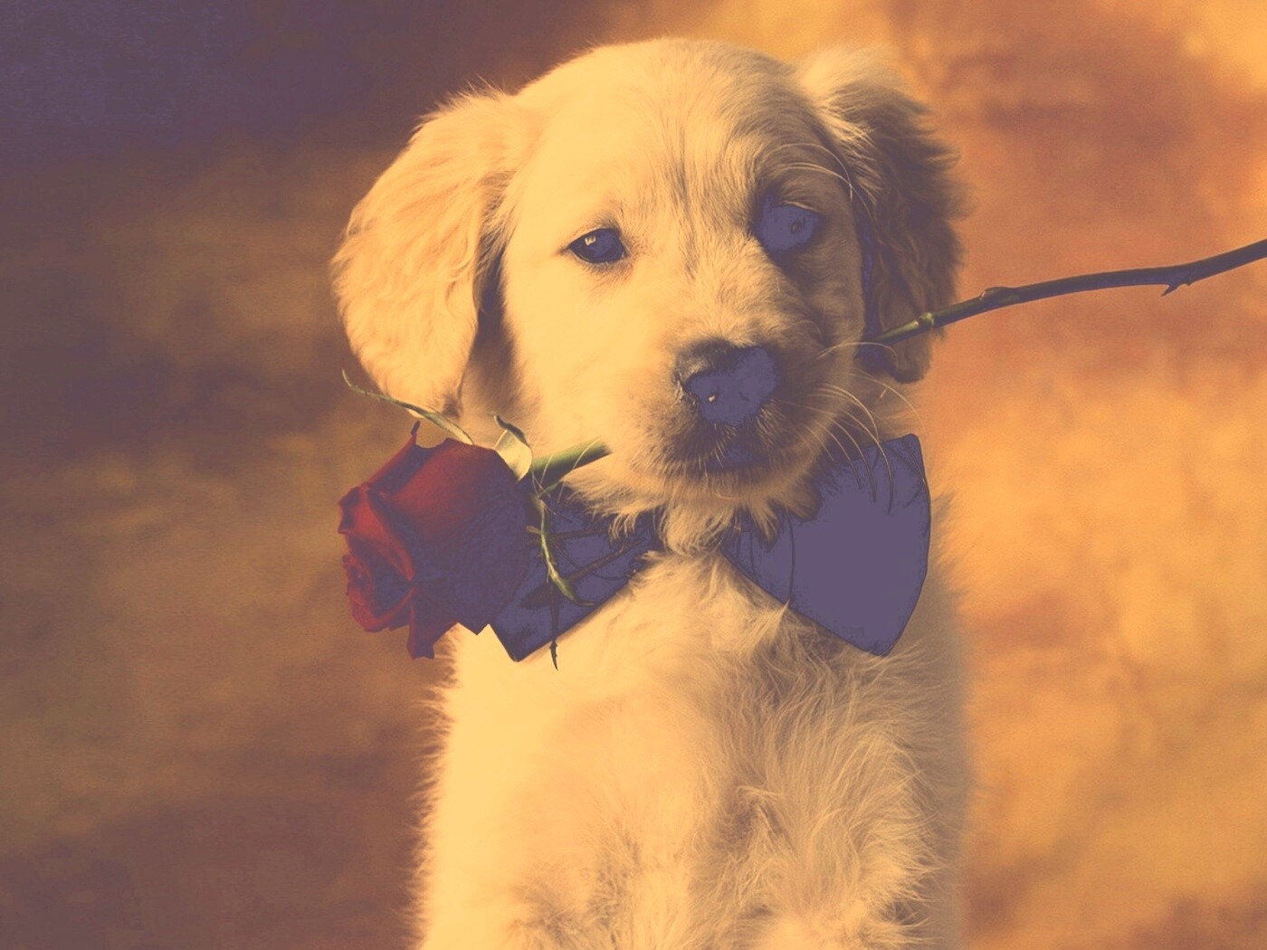 Щенок с розой в зубах обои