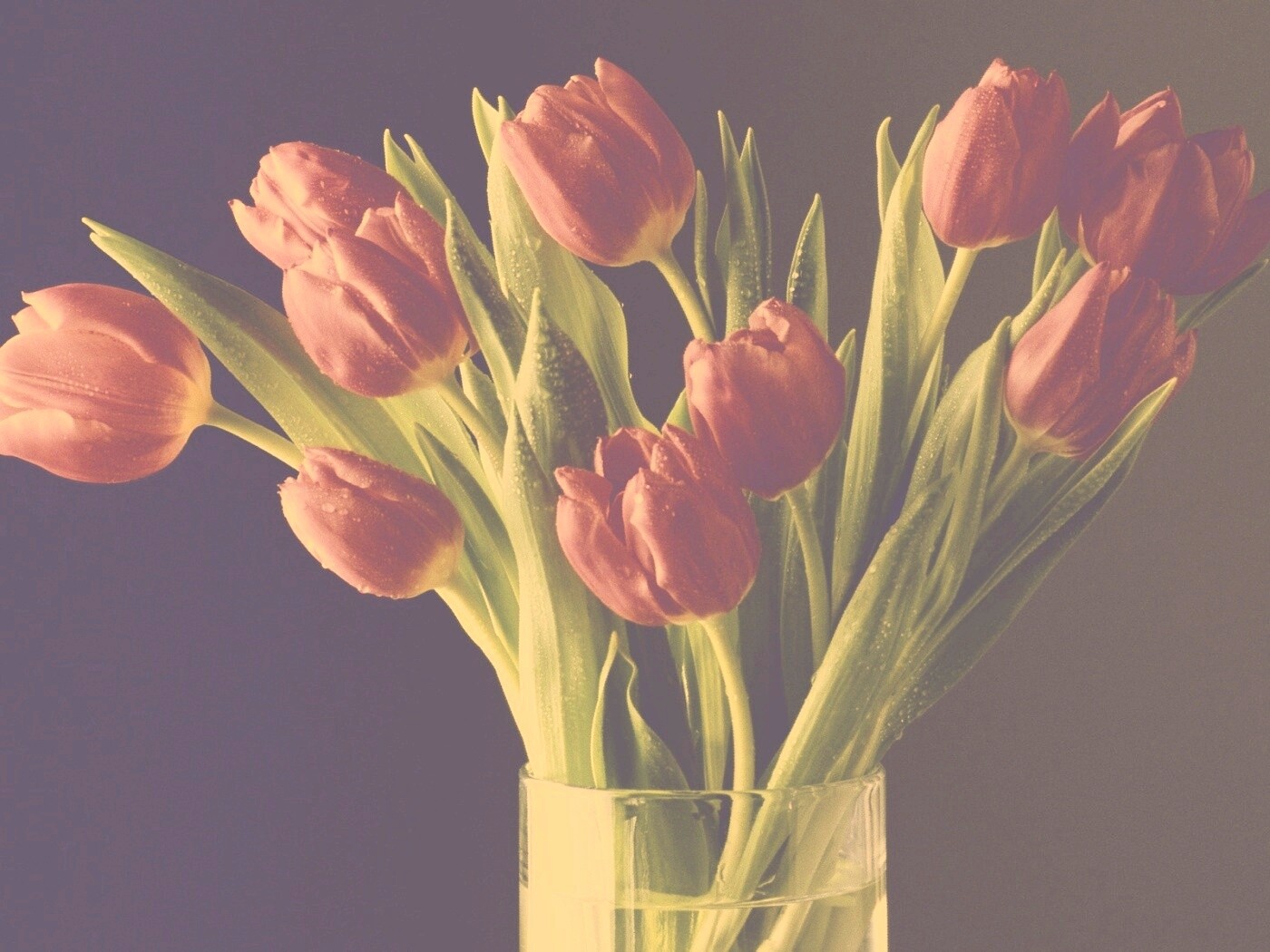 Букет тюльпанов обои