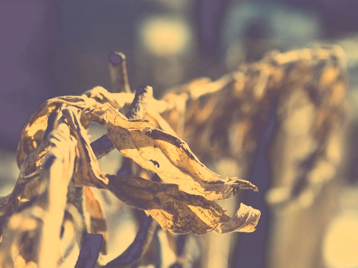 Сухие листья на железном заборе обои