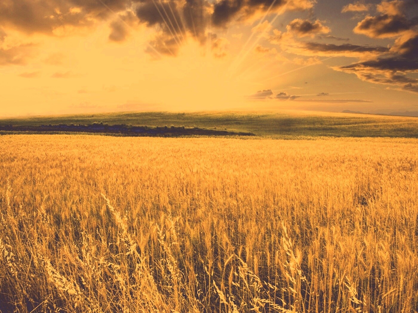 Восход над пшеничным полем обои