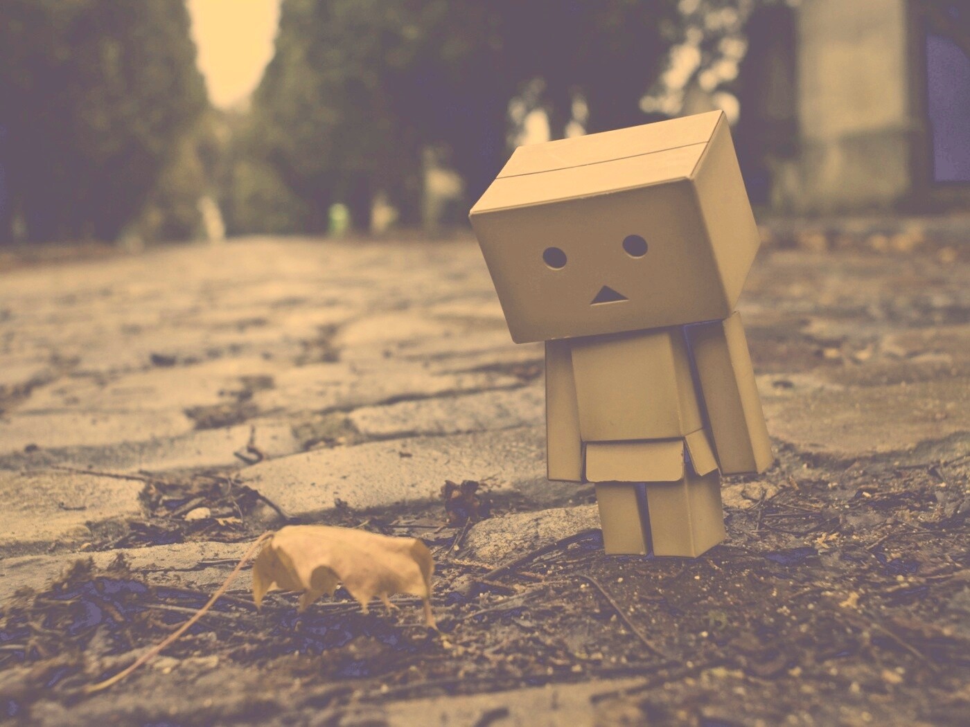 Danbo и первый осенний лист обои