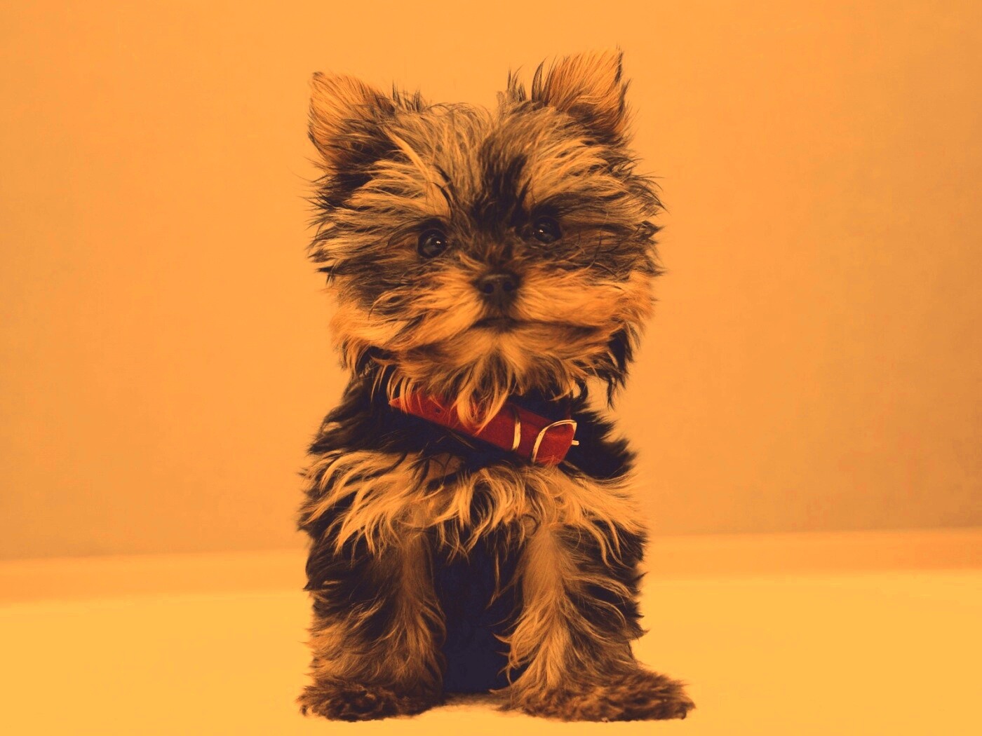 Щенок в красном ошейнике обои