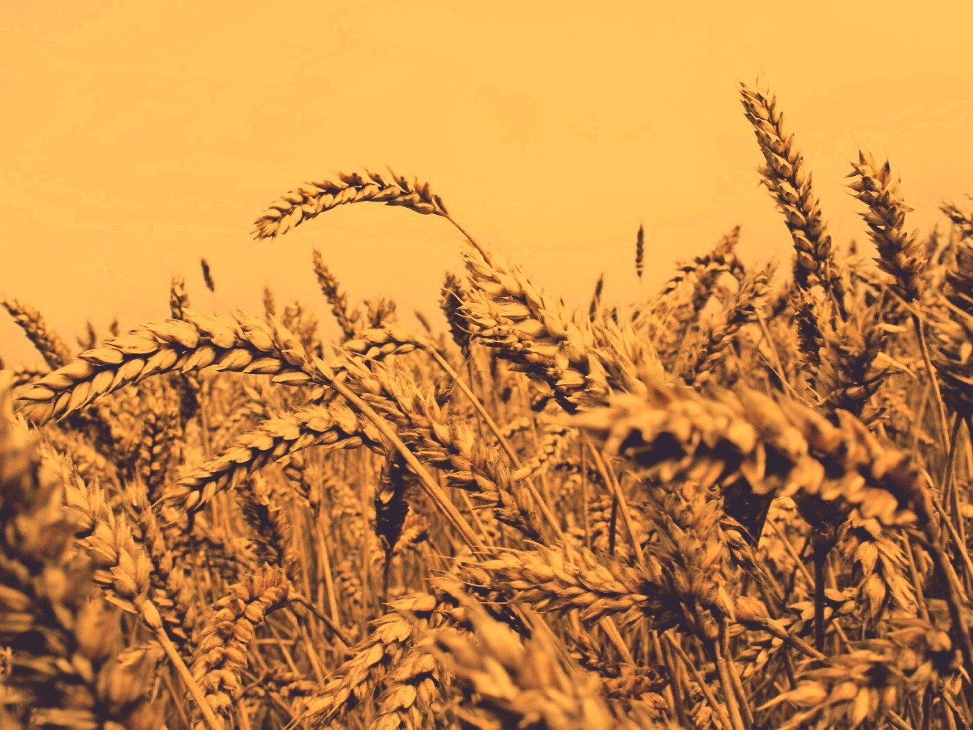 Пшеничные колосья обои