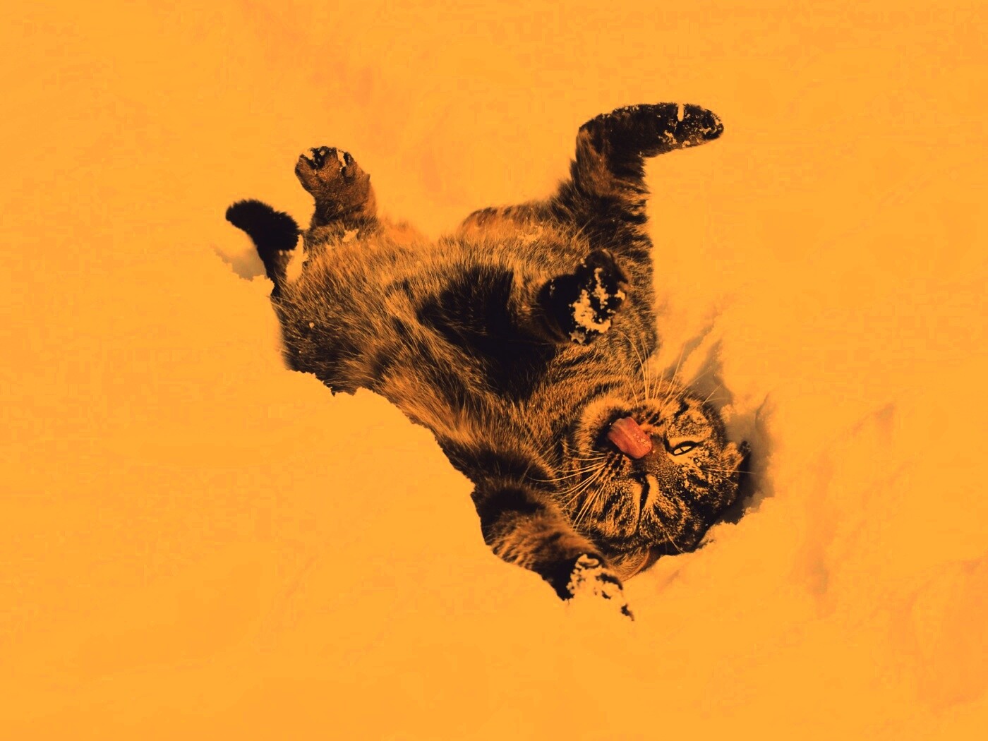 Кот валяется в снегу обои