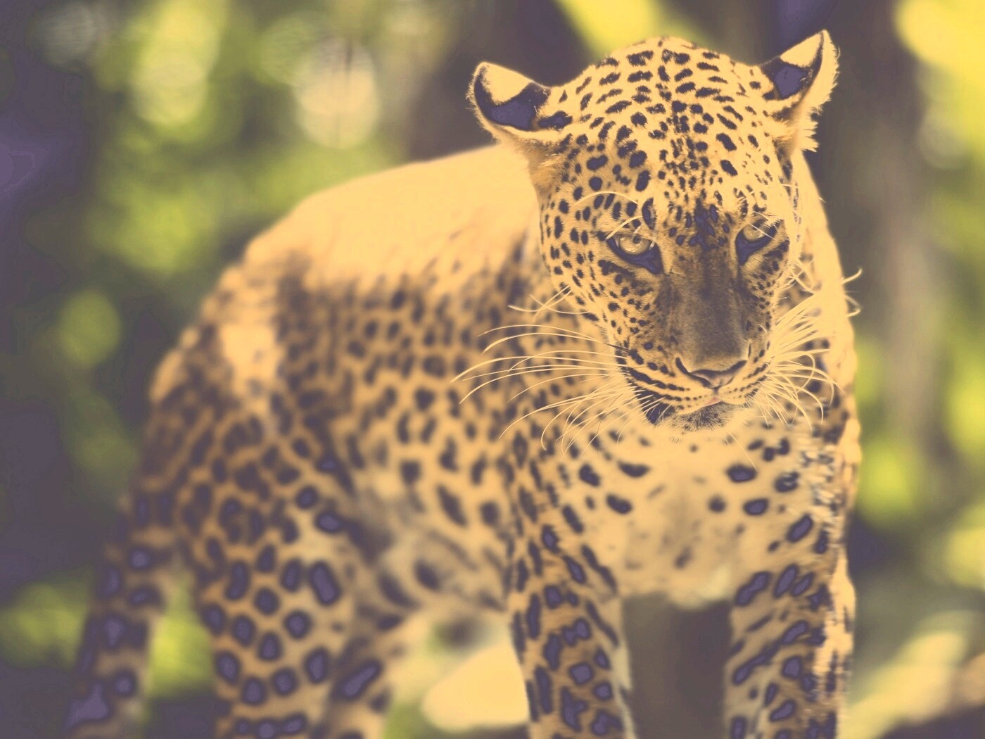 Леопард в сингапурском зоопарке обои