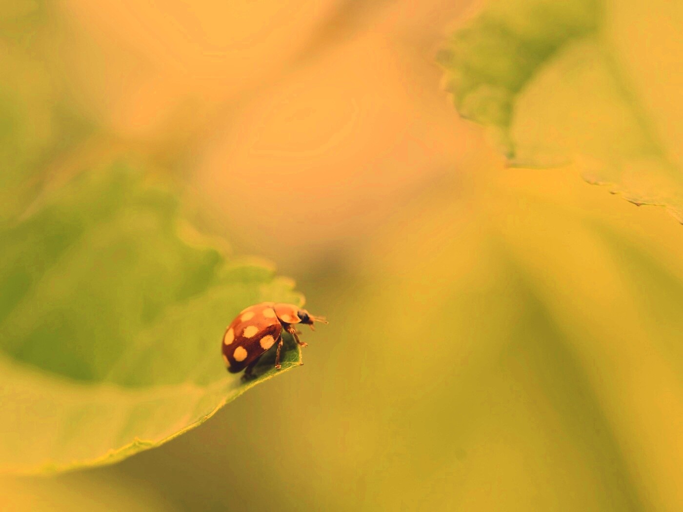 Божья коровка обои