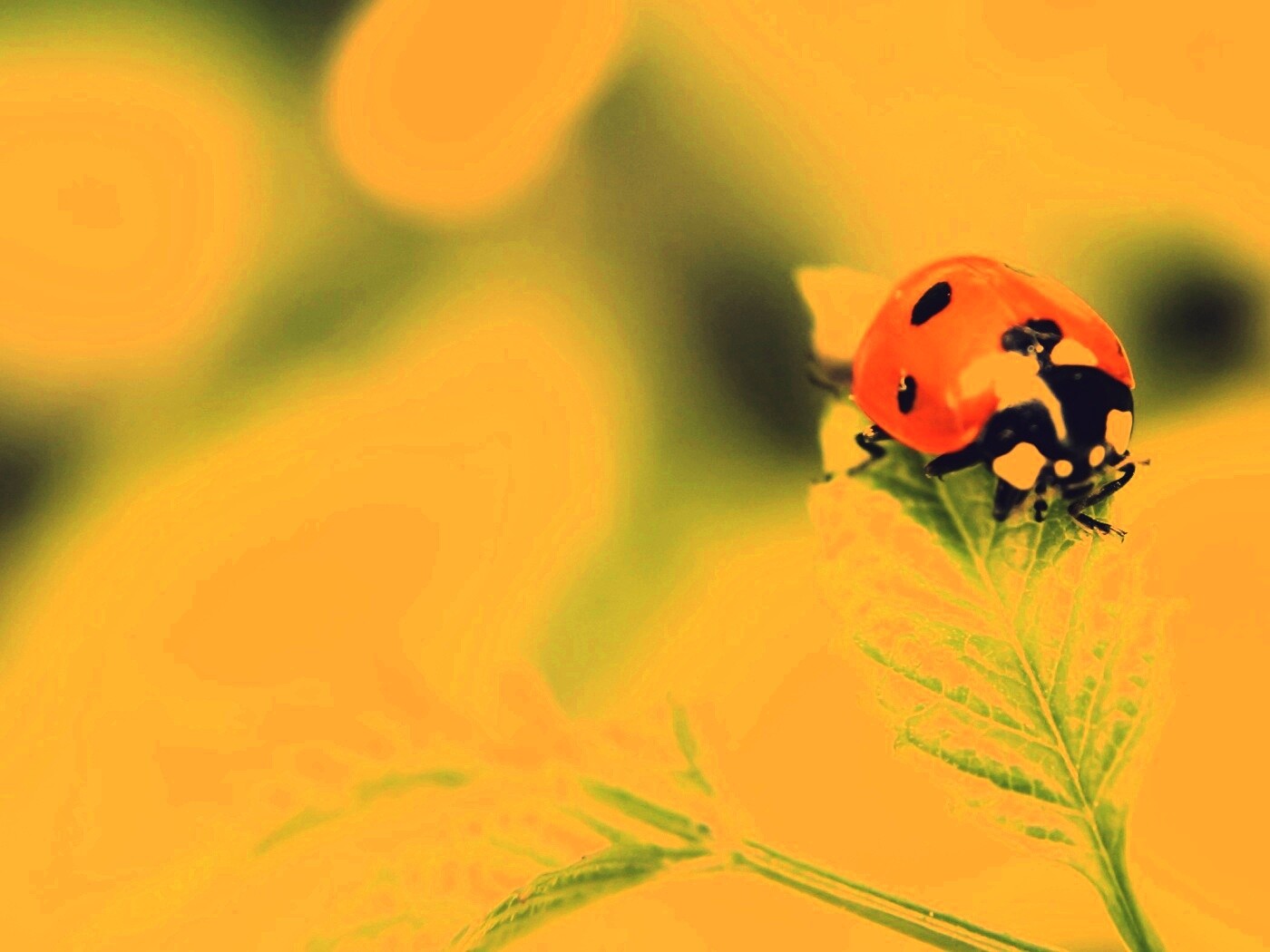 Божья коровка в макро обои