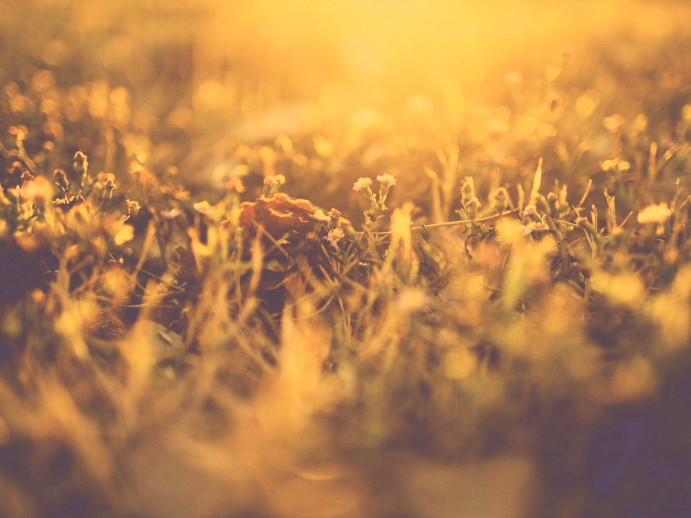 Полевые цветы в закатном солнце обои