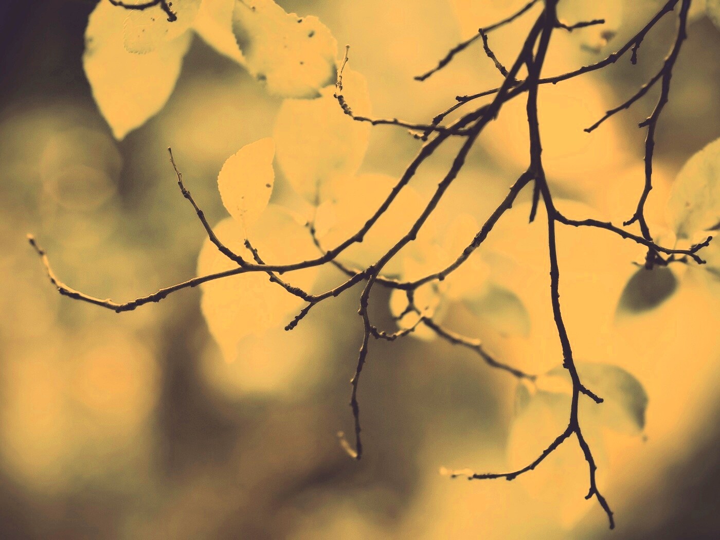 Осенние ветки без листьев обои