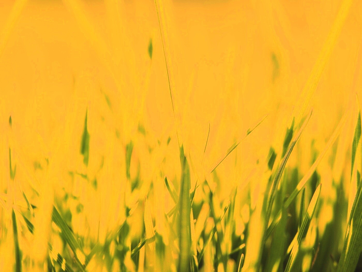 Ярко зеленая трава обои