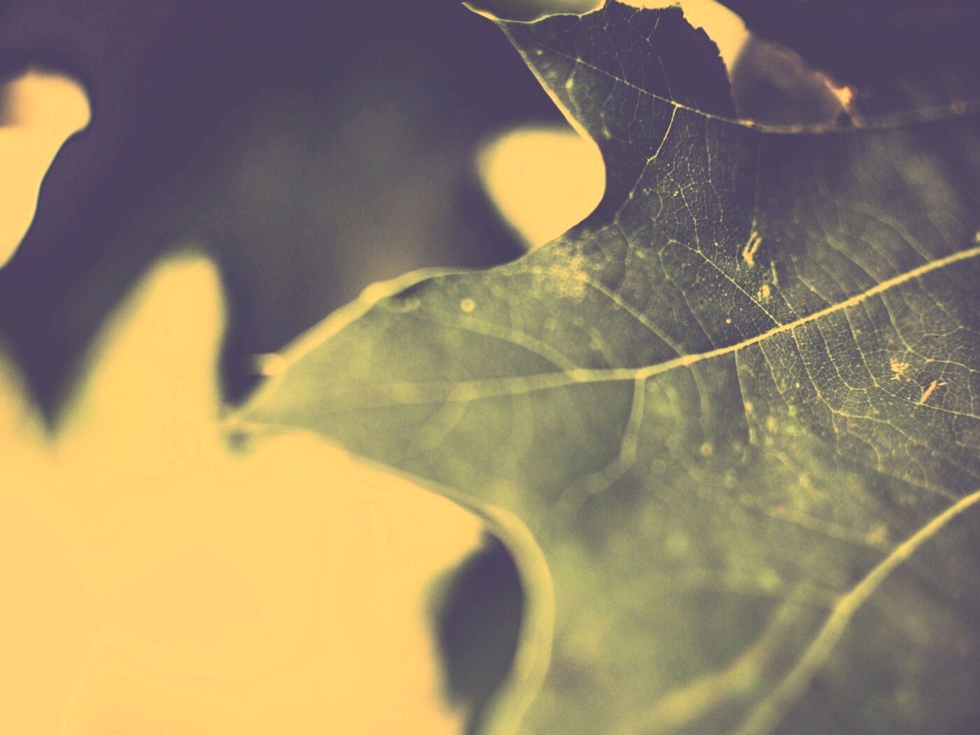 Темно-зеленый лист в макро обои