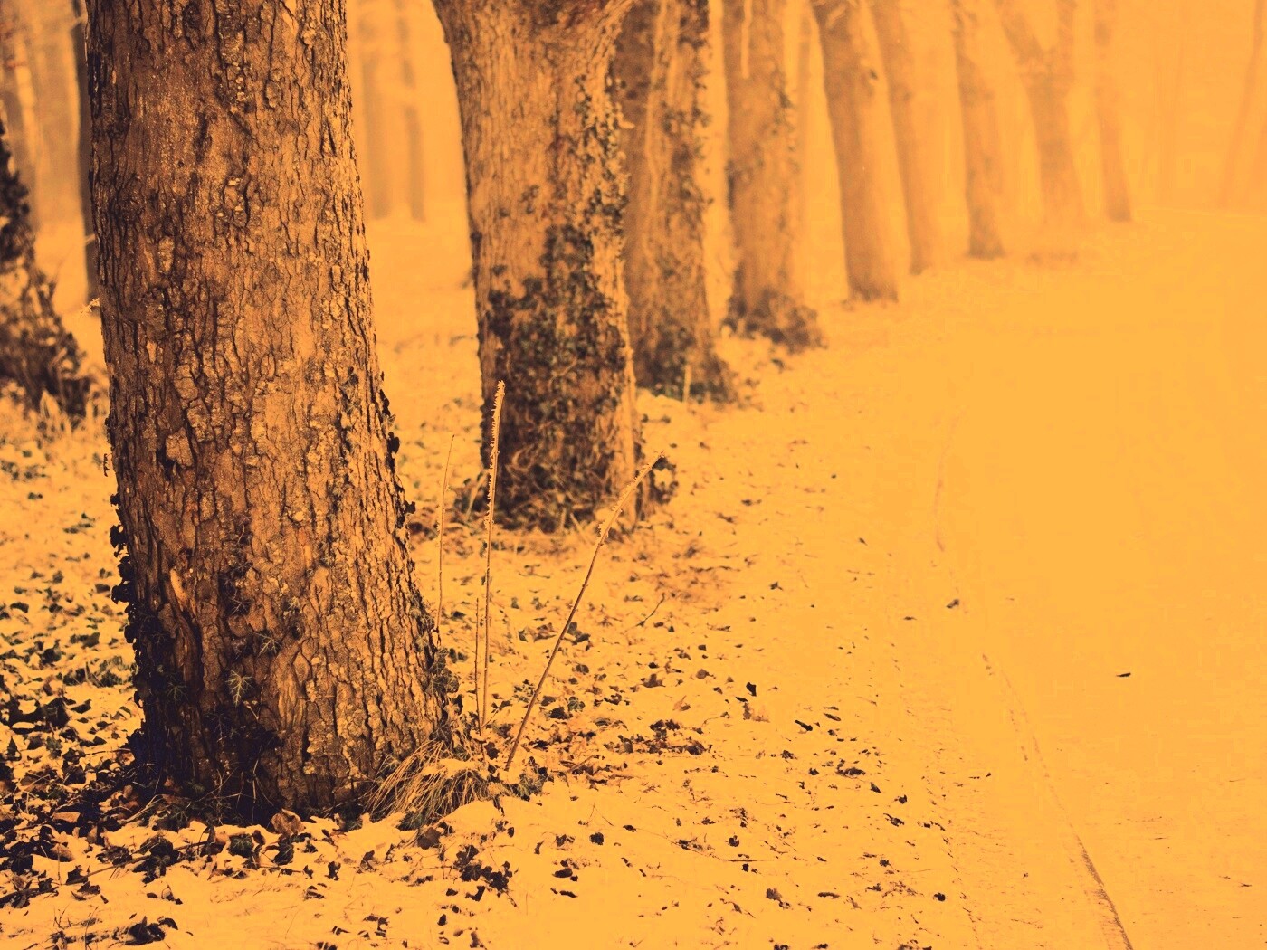 Дорога в зимнем лесу обои