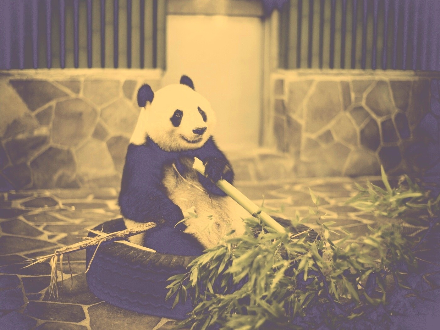 Панда точит бамбук обои