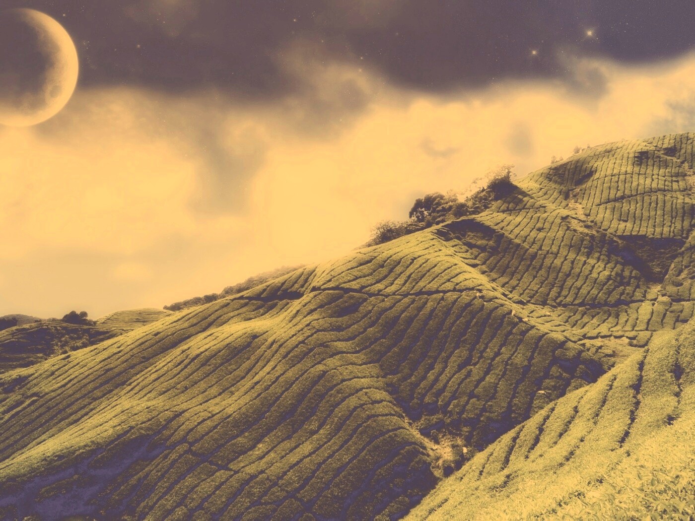 Чайные поля обои