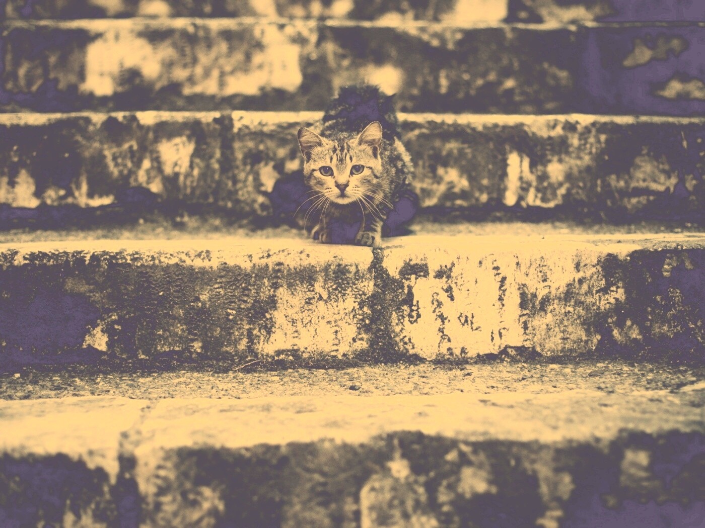 Растрепанная кошка на ступеньках лестницы обои