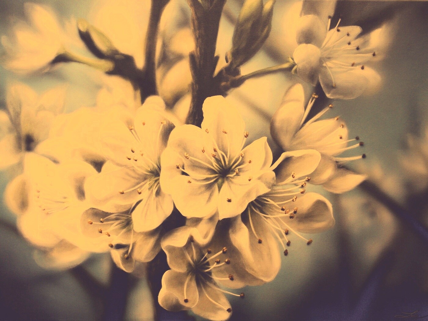 Яблоня в цвету картина обои