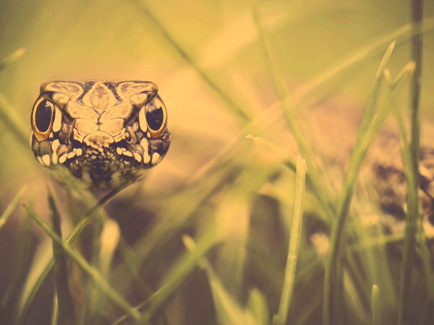 Змея в траве обои