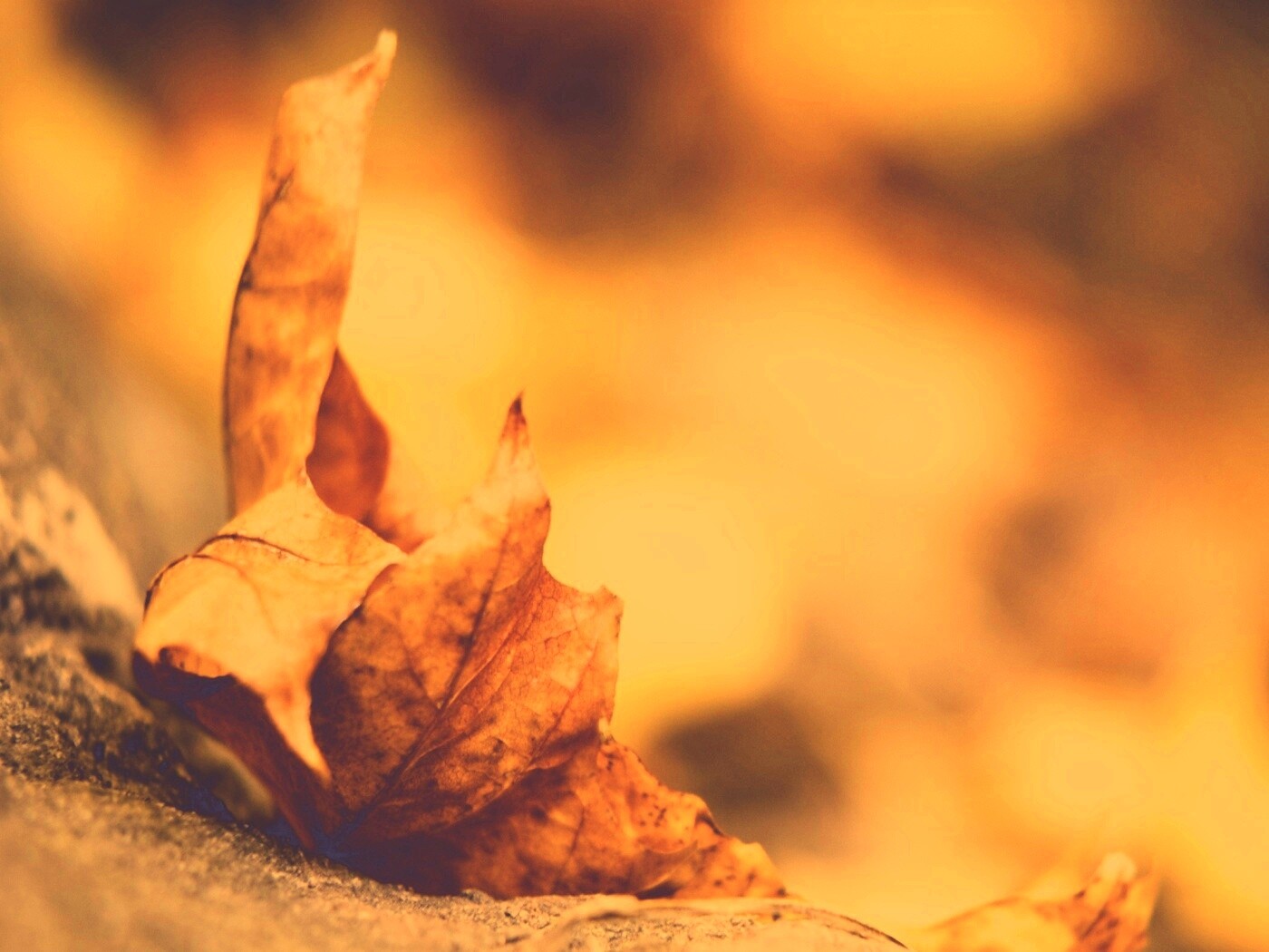 Пламенеющий осенний лист обои