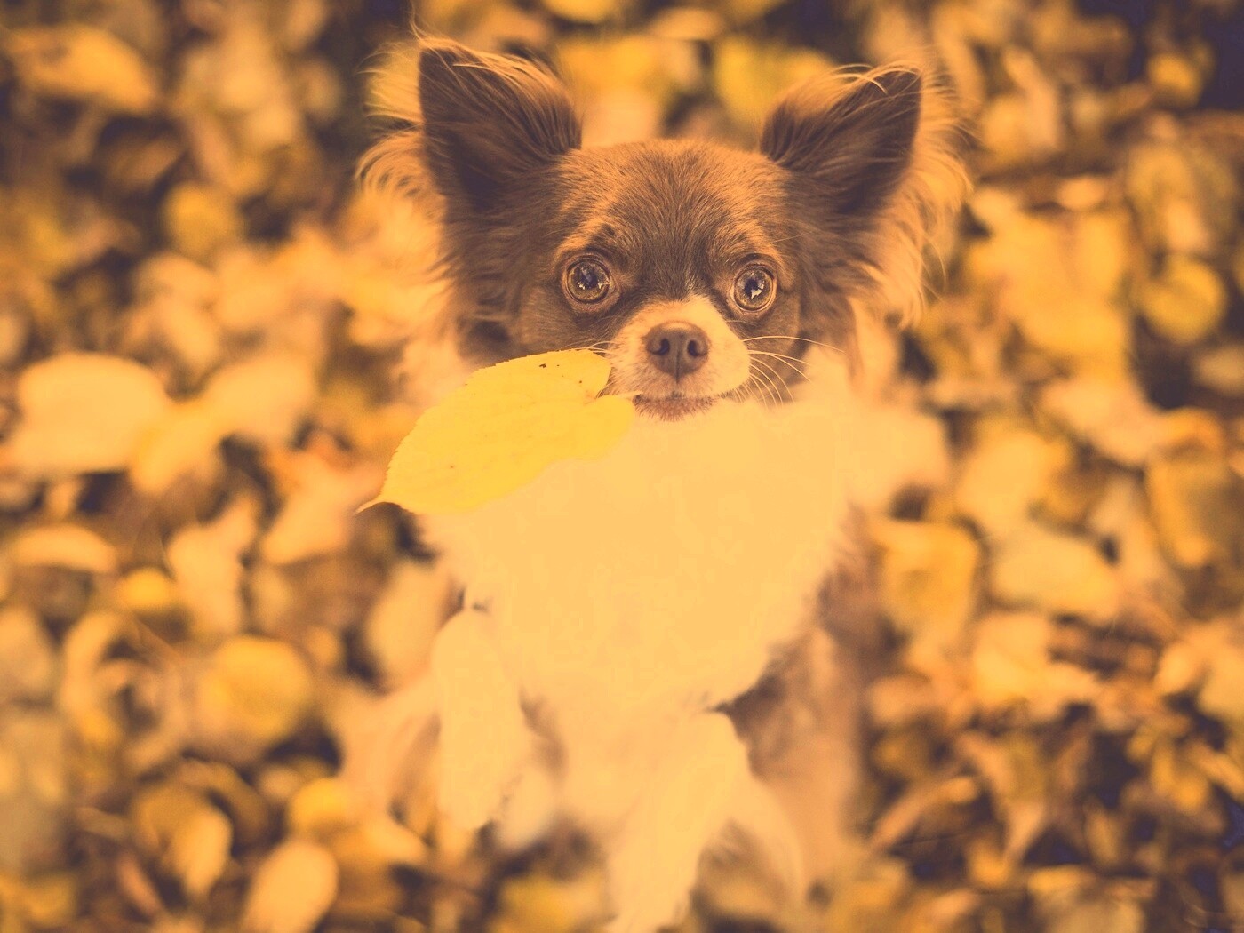 Собачка с листиком в зубах обои