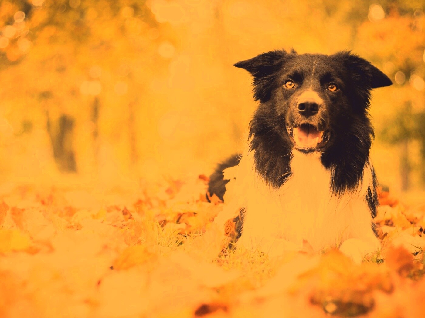 Пес среди листвы обои
